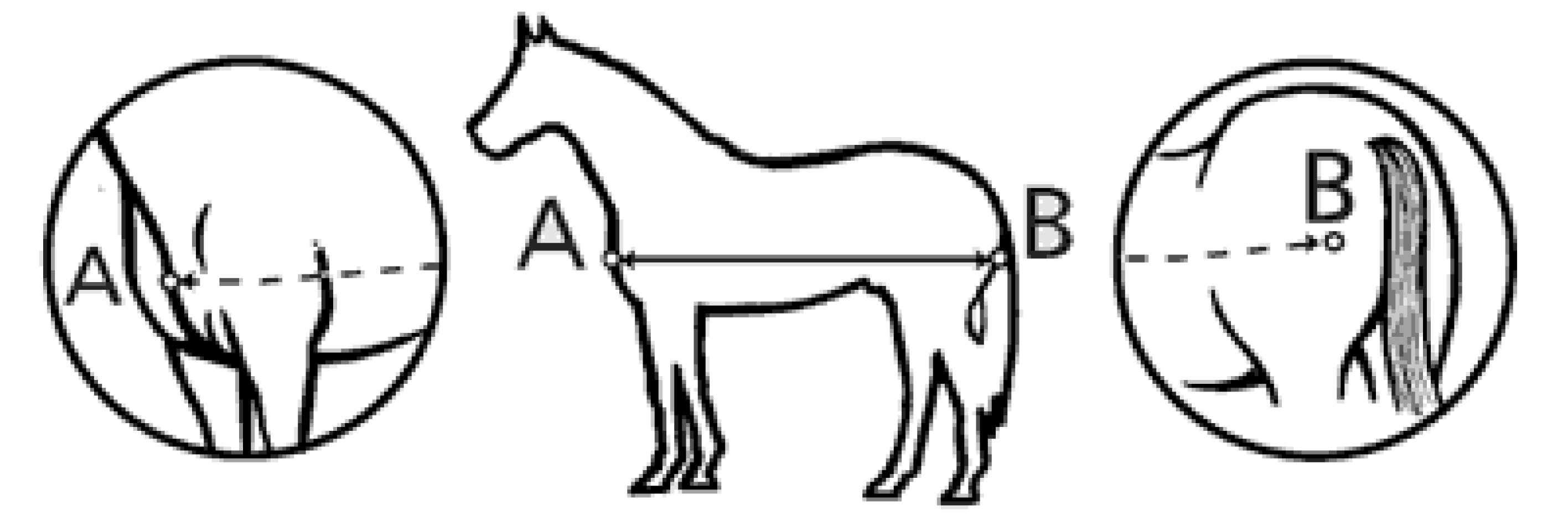 Image result for measuring your horse for a blanket